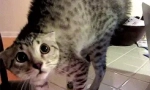 Как да успокои котката?
